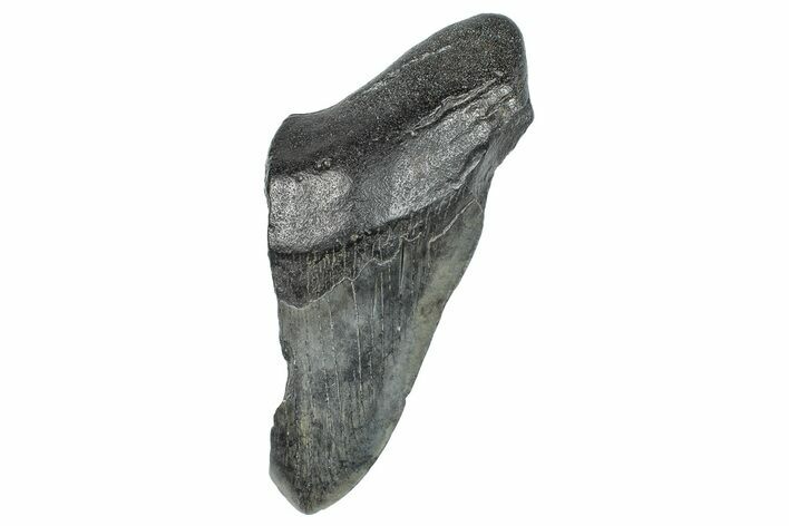 Partial Fossil Megalodon Tooth - South Carolina #272582